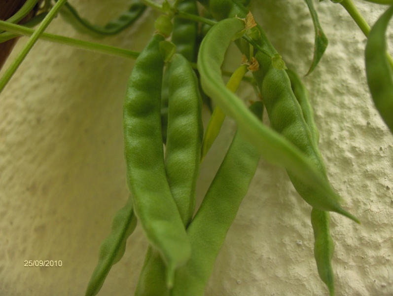 Fichier:PETIT CARRE DE CAEN-1.jpg