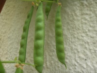 PETIT CARRE DE CAEN-2.jpg