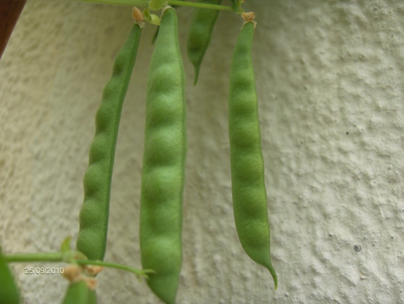 Fichier:PETIT CARRE DE CAEN-2.jpg