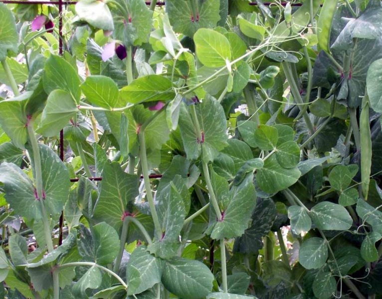 Fichier:POIS MANGETOUT géant suisse-1.jpg