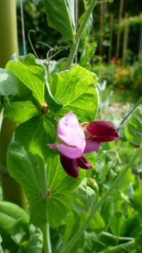 POIS MANGETOUT geant a fleur violette.jpg