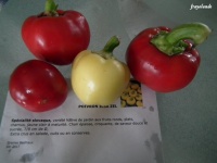 POIVRON ILSA ZEL.jpg