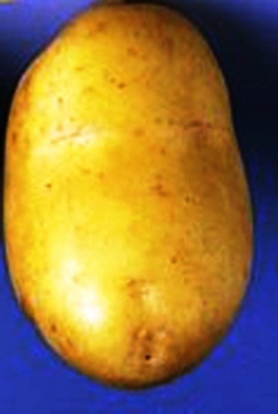 Fichier:POMME DE TERRE eden-1.jpg