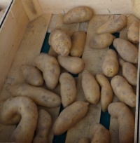 POMME DE TERRE ratte-1.jpg
