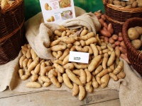 POMME DE TERRE ratte.jpg