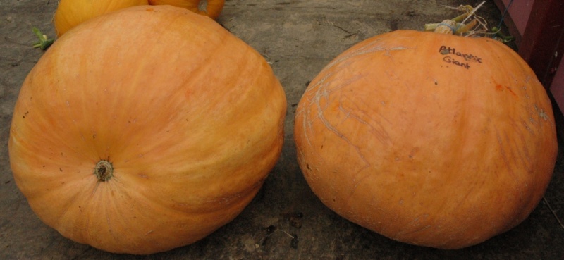 Fichier:POTIRON atlantic giant-1.jpg