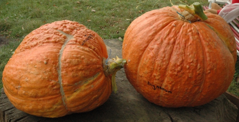 Fichier:POTIRON big moon.jpg