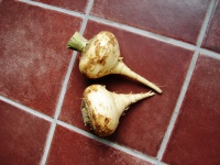 Panais Rond Hâtif-1.jpg