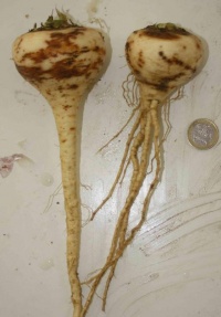 Panais Rond Hâtif-2.jpg