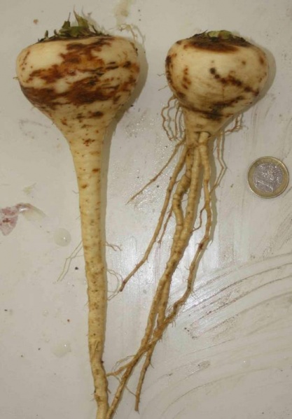 Fichier:Panais Rond Hâtif-2.jpg