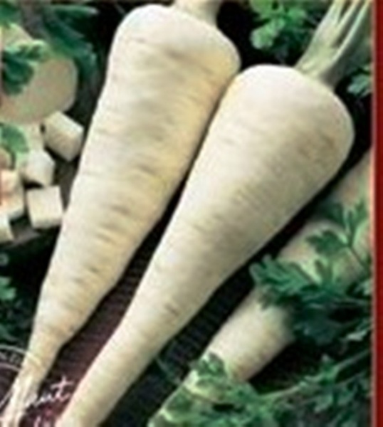 Fichier:Panais de guernesey-1.jpg