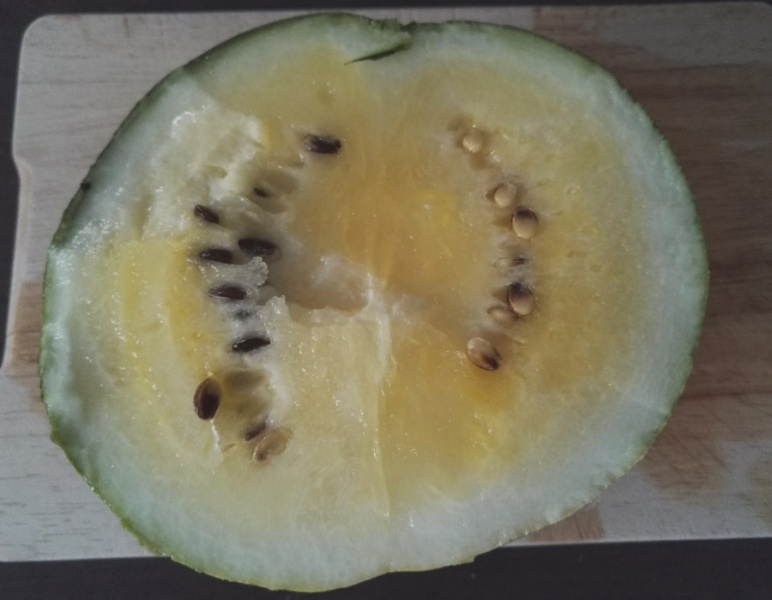 Fichier:Pastèque early moon beam-1.jpg