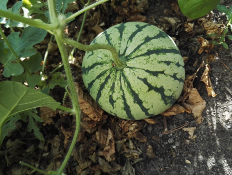 Fichier:Pastèque early moon beam.jpg