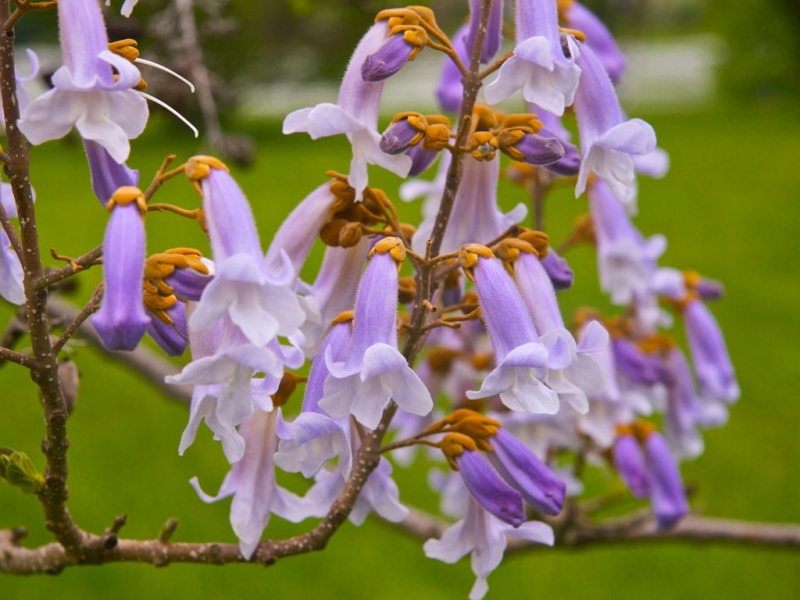 Fichier:Paulownia tomentosa.jpg