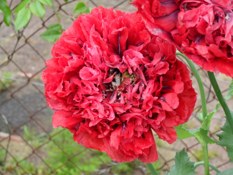 Fichier:Pavot à fleur de pivoine-1.jpg