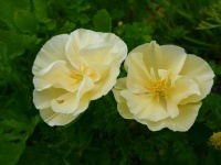 Pavot de Californie 'Mikado'-2.jpg