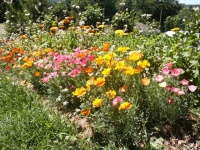 Pavot de Californie 'Mikado'.jpg