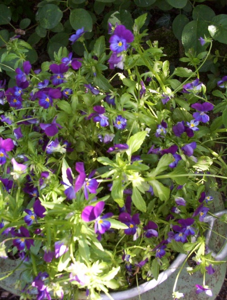 Fichier:Pensée sauvage.jpg