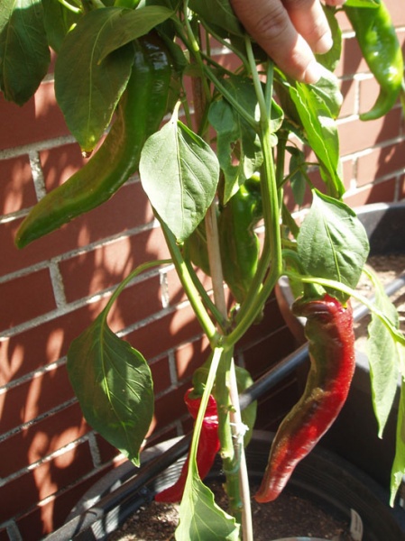 Fichier:Peperoni Cornaletto.jpg