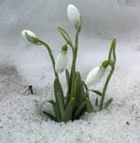 Perce-neige-1.jpg