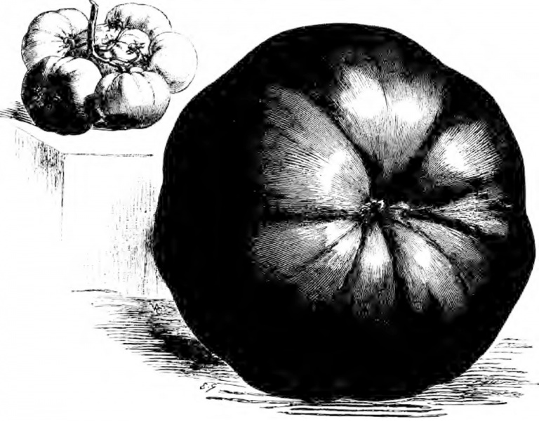 Fichier:Perdrigeon op.jpg