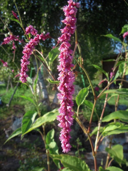 Fichier:Persicaria Orientalis.jpg