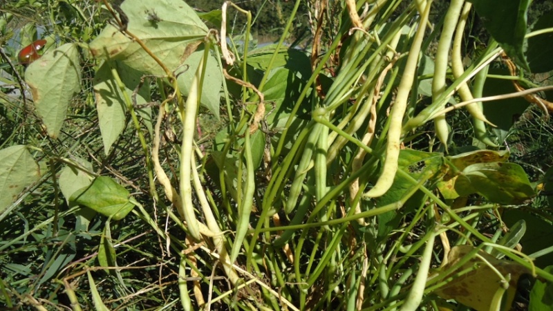 Fichier:Petit riz de Foulcrey-2.jpg