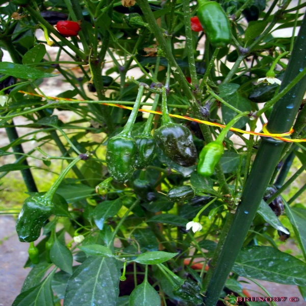 Fichier:Piment Hinkle Hatz.jpg