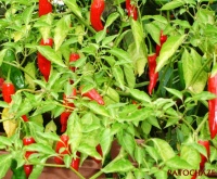 Piment achar.jpg