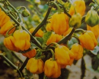 Piment africain du burkina fasso-1.jpg