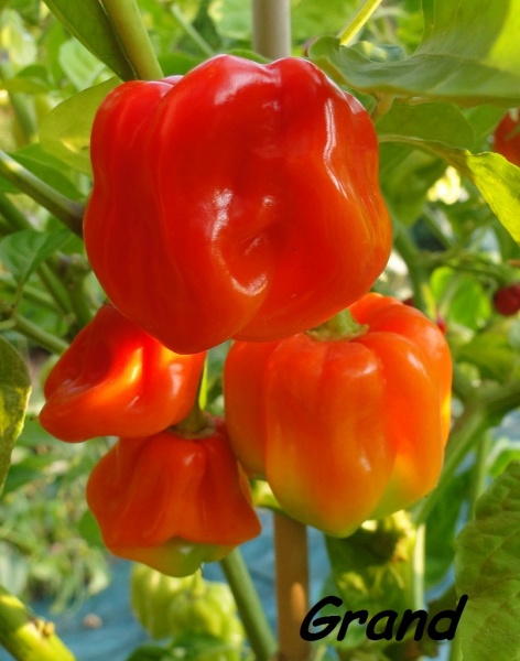 Fichier:Piment aji chombo-1.jpg