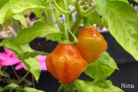 Piment aji dulce red.jpg