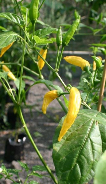 Fichier:Piment aji pineapple.jpg