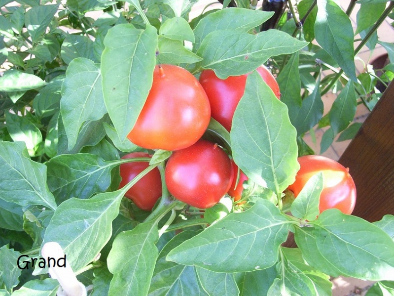 Fichier:Piment alma paprika-1.jpg