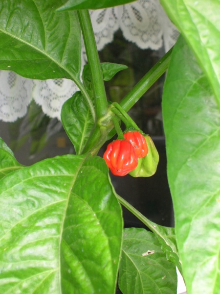 Fichier:Piment antillais carribean-1.jpg