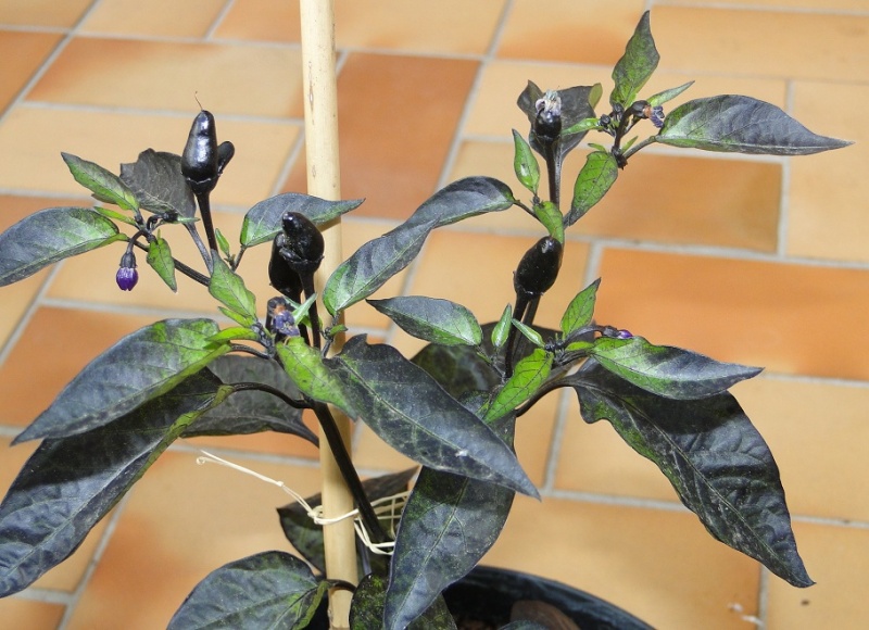 Fichier:Piment black namaqualand.jpg