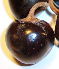 Piment cascabel-1.jpg