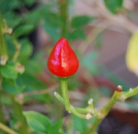 Piment cobanero mayan love-1.jpg