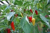 Piment fishpepper-1.jpg