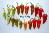 Piment fishpepper-2.jpg