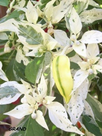 Piment fishpepper.jpg