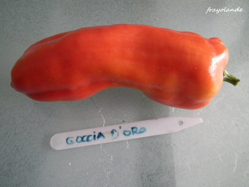 Fichier:Piment goccia d oro.jpg