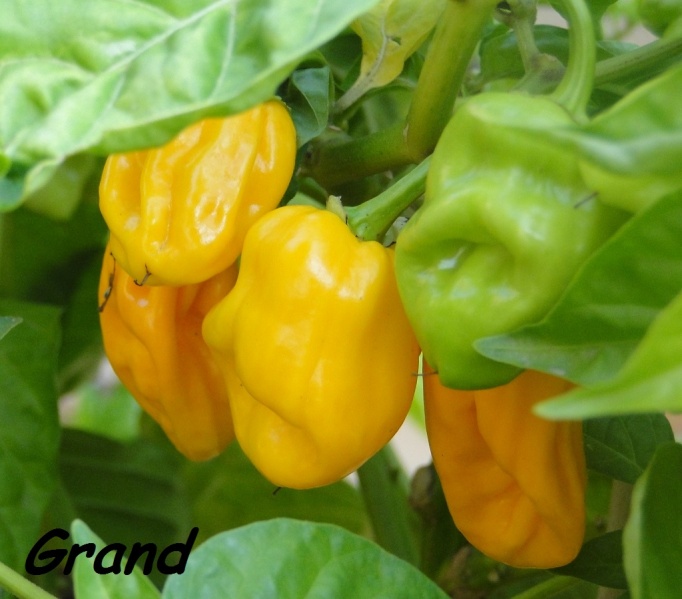 Fichier:Piment habanero harold st barts-1.jpg