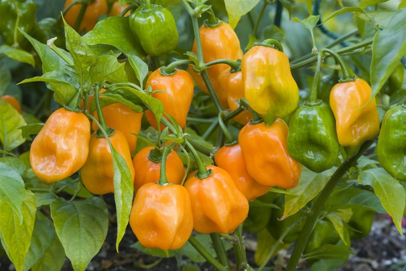 Fichier:Piment habanero orange-2.jpg