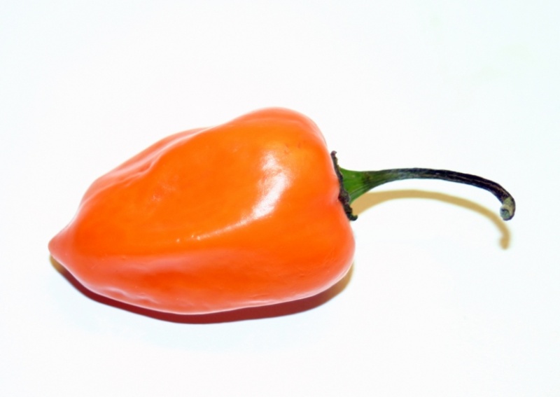 Fichier:Piment habanero orange.jpg