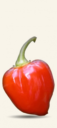 Piment habanero red savina-1.jpg