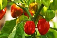Piment habanero red savina.jpg