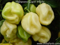Piment habanero white giant-1.jpg