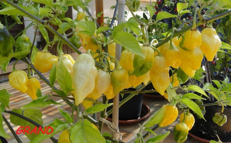 Fichier:Piment habanero white giant.jpg