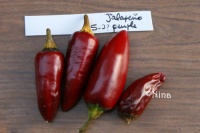 Piment jalapeno purple-1.jpg